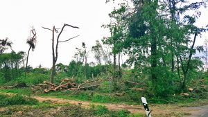 Ein Tornado verwüstet ganze Wälder